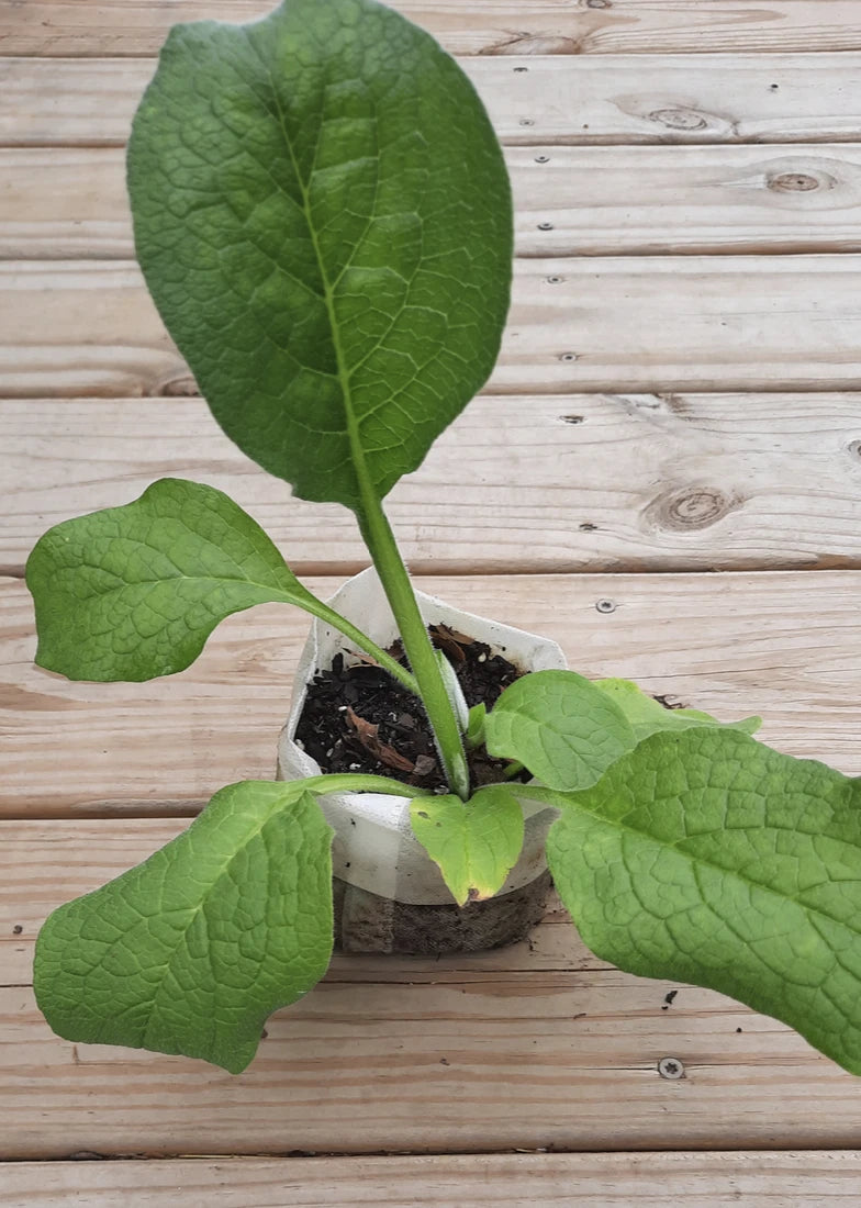 Root Cutting – Symphytum × uplandicum – Organic Heirloom Medicinal Herb, Live Plant Bare Root Starter