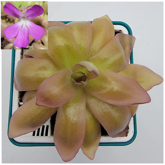 Butterworts Carnivorous Plant - Pinguicula moranensis var. roseii - Live Plant in Pot - Unique Pink Leaf Variety
