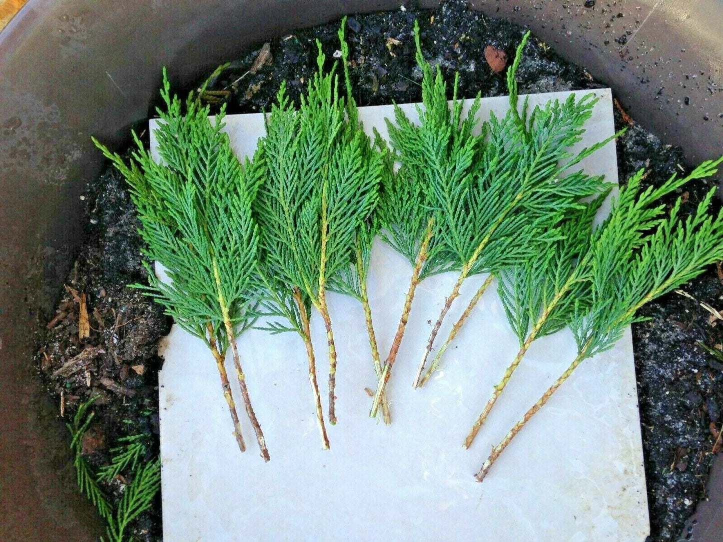 15 Leyland Cypress Cuttings (Cupressocyparis leylandii) 6-7" Unrooted Branches – Fast Privacy Hedge Tree, Evergreen Screen