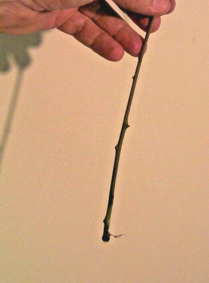 12 American White Dogwood Cuttings – Cornus florida Scions – Unrooted Stems for Grafting or Rooting – Flowering Tree Starter