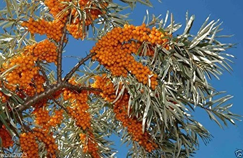 200 Seeds Sea Buckthorn, Seaberry - Edible Fruit Plant - Hippophae Rhamnoides - Hardy Perennial Garden Seeds