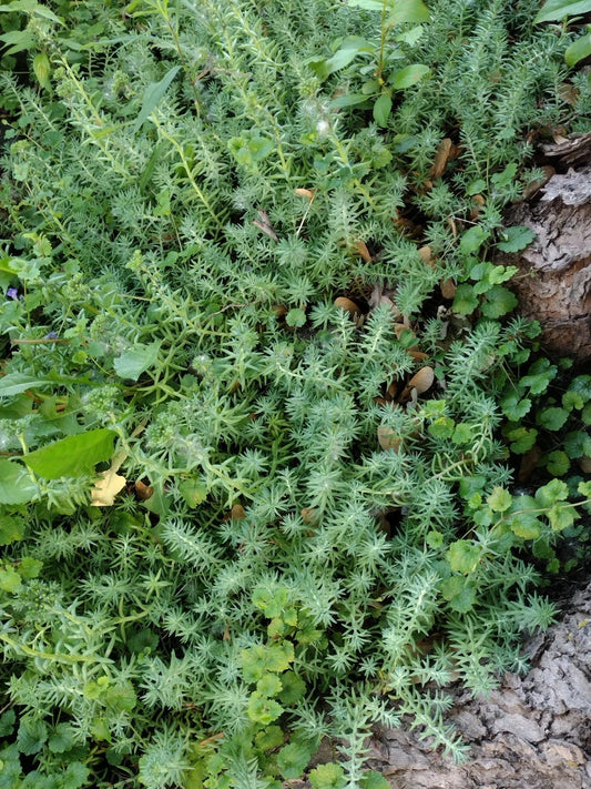 10 Lot Fresh Rooted Sedum & Creeping Jenny Live Plants - Ideal Ground Cover - Sedum spp. & Lysimachia nummularia