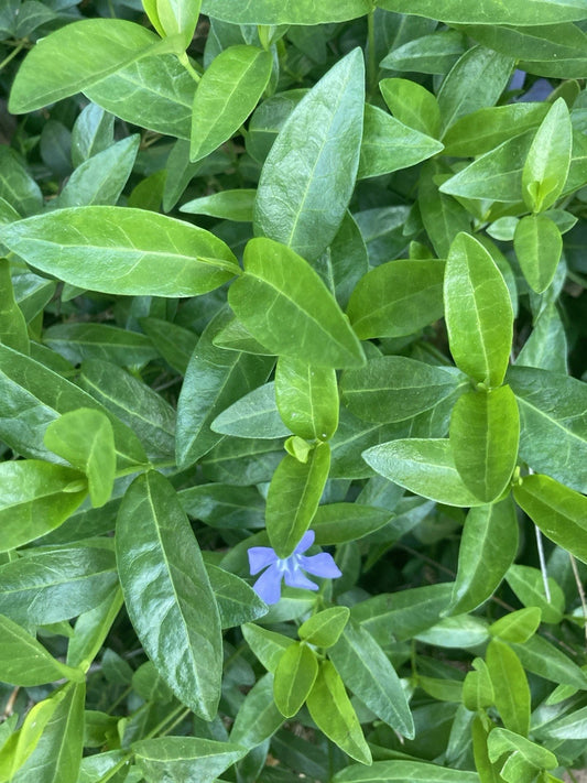25 Rooted Vinca Minor Plants | Ground Cover | Periwinkle | Vinca minor