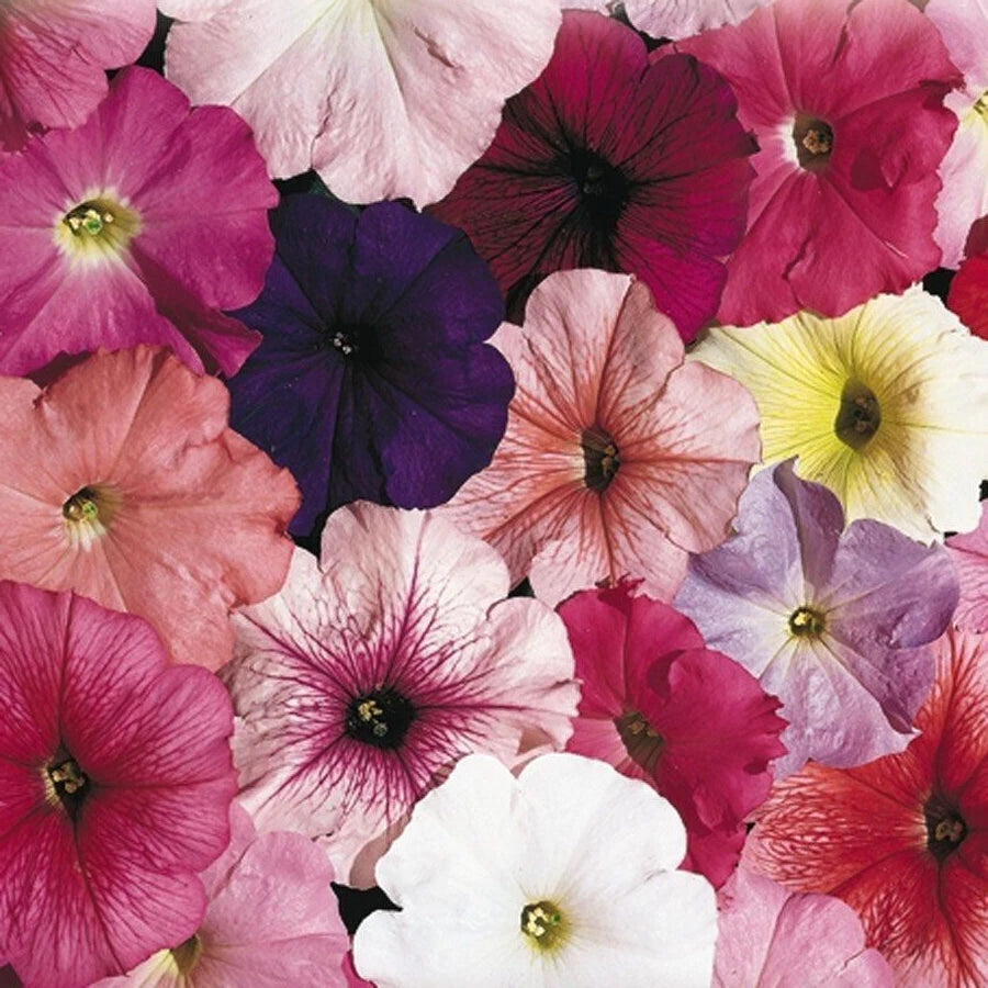 Petunia Seeds - 25 Pelleted Seeds - Celebrity Mix - Annual Flower Seeds (Petunia x hybrida)
