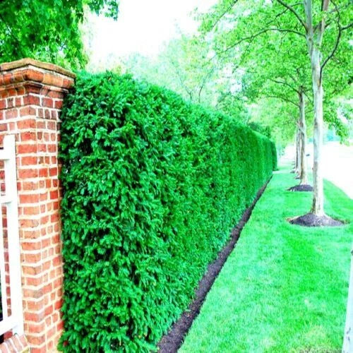 10 Japanese Spreading Yew Tree Seeds for Bonsai or Landscaping, Taxus cuspidata, Outdoor Planting, Garden Starter