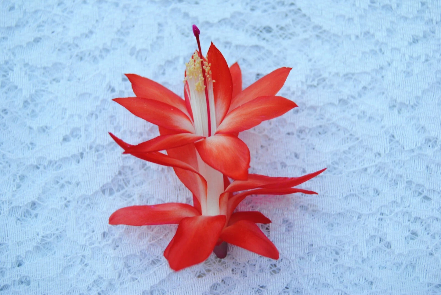 Christmas Cactus Starter Plant - Samurai - Schlumbergera Truncata - Healthy Well-Rooted Small Plant - Perfect for Holiday Decor