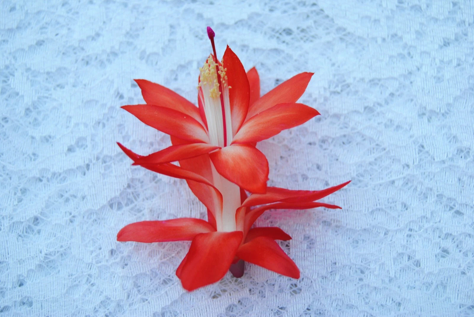 Christmas Cactus Starter Plant - Samurai - Schlumbergera Truncata - Healthy Well-Rooted Small Plant - Perfect for Holiday Decor