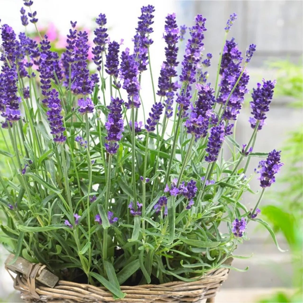 600+ Lavender Seeds | Non-GMO English Lavender Plant Seeds | Fresh Aromatic Herb Seeds for Gardening