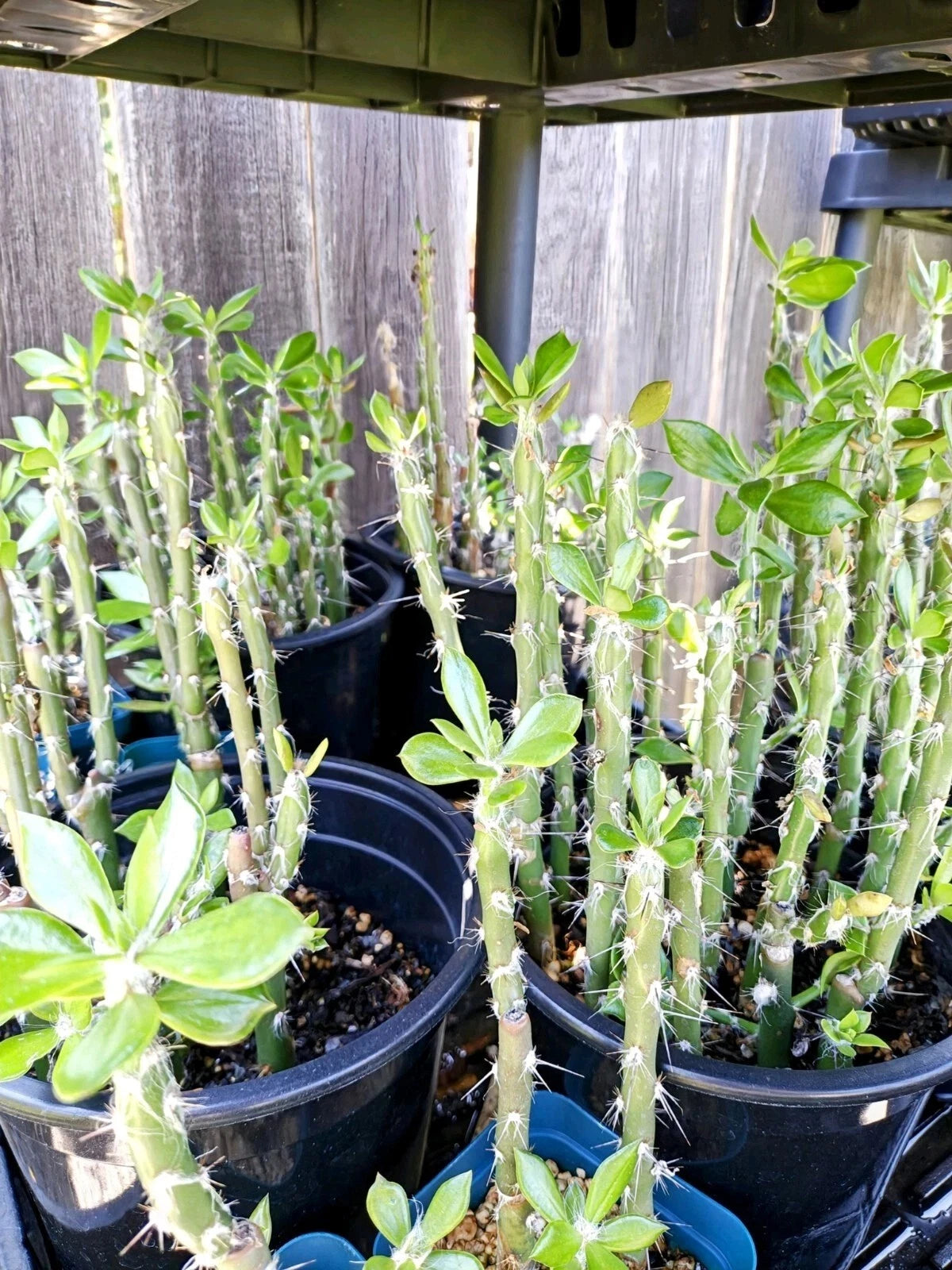 Pereskiopsis spathulata Grafting Stock Cactus Cuttings - 1 Leaf - Succulent Grafting Plant for Cacti Lovers