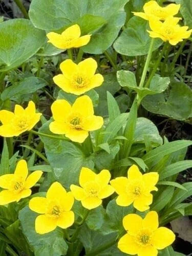 Yellow Swamp Marigold Seeds (100 Seeds) - Bidens aristosa mutica, Native Wildflower, Garden Planting Seeds