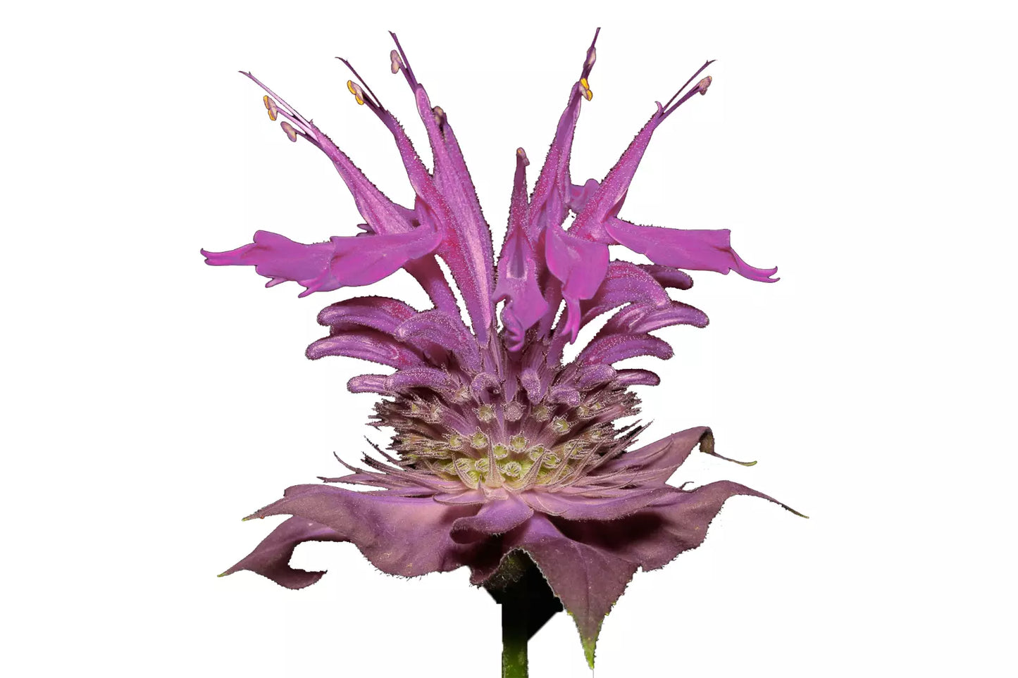 Bergamot Wild Seeds | Bee Balm Perennial Medicinal Herb & Culinary Flower | Monarda fistulosa
