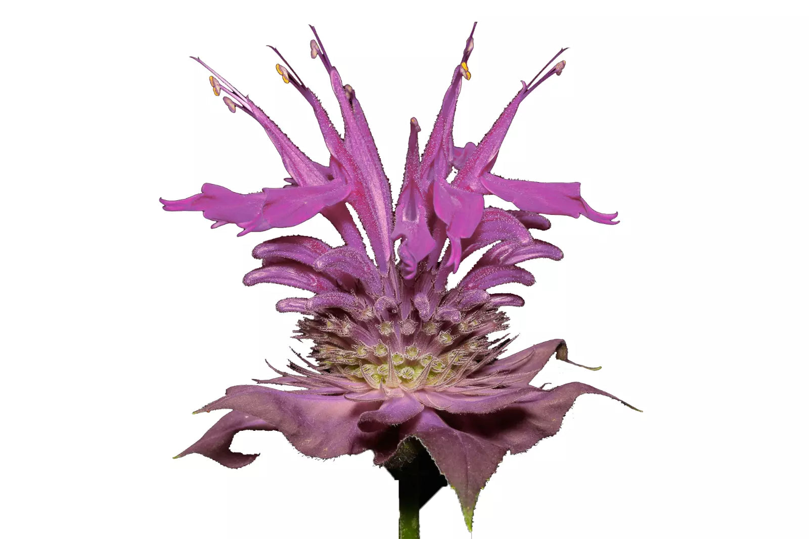 Bergamot Wild Seeds | Bee Balm Perennial Medicinal Herb & Culinary Flower | Monarda fistulosa