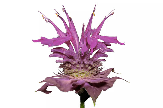 Bergamot Wild Seeds | Bee Balm Perennial Medicinal Herb & Culinary Flower | Monarda fistulosa