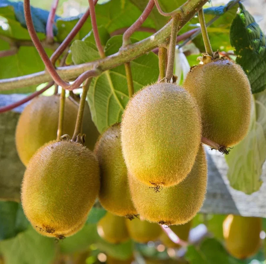 Set of 2 Live Prolific Kiwi Trees - 4-6" Tall - Soil-Wrapped Roots - Actinidia deliciosa