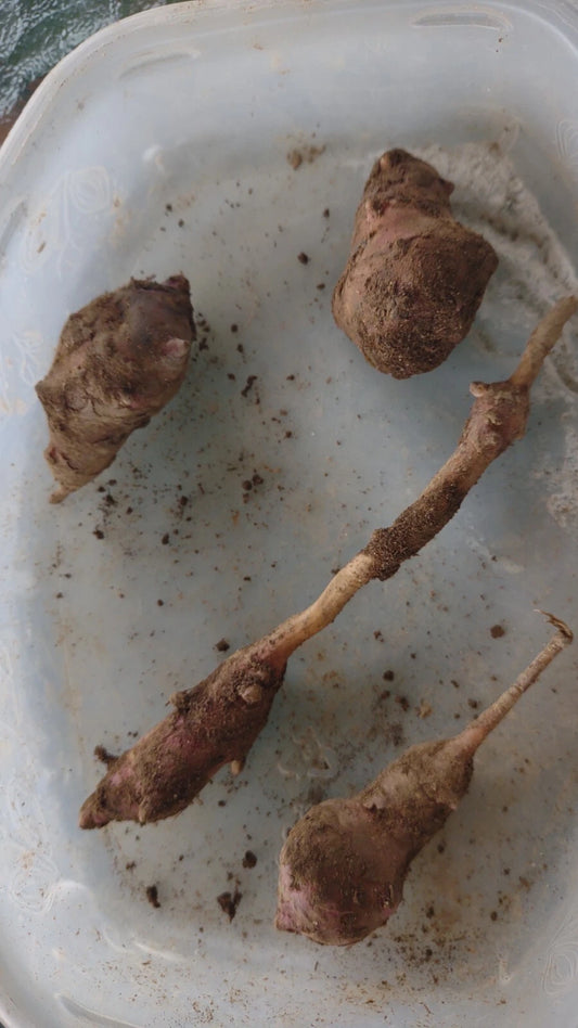 Jerusalem Artichoke Tubers - Medium/Large Red Organic for Planting - Helianthus tuberosus