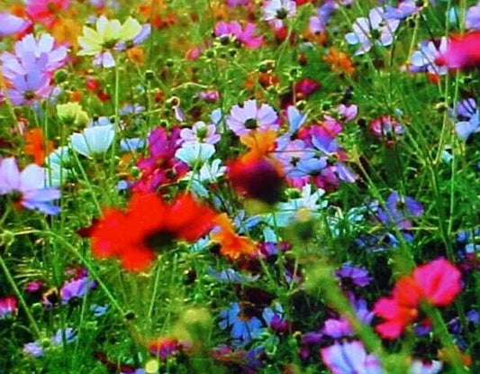 Fall Perennial Wildflower Seed Mix - 25 Variety, 2 Pound (32 Ounces) - Ideal for Pollinators and Garden Biodiversity