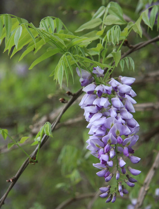 American Wisteria Seeds, 8 Pack, Wisteria frutescens, Fast-Growing Perennial Climbing Vine for Gardens