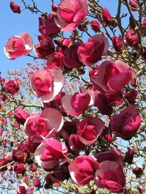 Magnolia Seeds - 5 Pack - Alexandra Variety - Fragrant LILY FLOWER TREE - Magnolia x soulangeana - US Seller