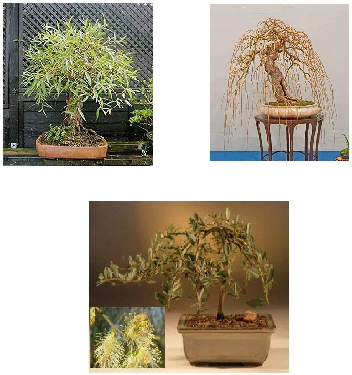 Bonsai Tree Bundle - 3 Rare Willow Varieties - Salix spp. - Live Plant Starts for Gardening and Home Decor
