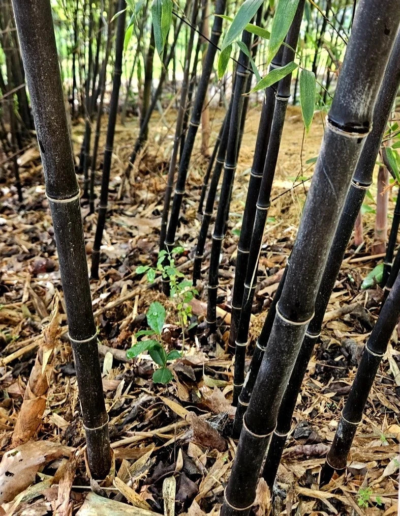 Black Bamboo Rhizomes (6) - Cold-Hardy Evergreen, Fast-Growing Privacy Screen - Phyllostachys nigra