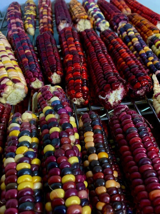 25 Organic Painted Mountain Corn Seeds - Vibrant, Rare, Non-GMO Annual - Heirloom Variety for Home Gardening