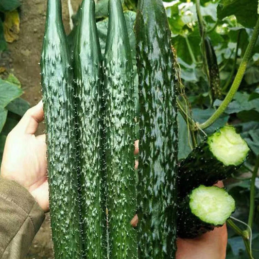 60pcs Asian Suyo Long Cucumber Seeds - Heirloom, Non-GMO, China Long Hybrid - Vegetable Garden Seeds