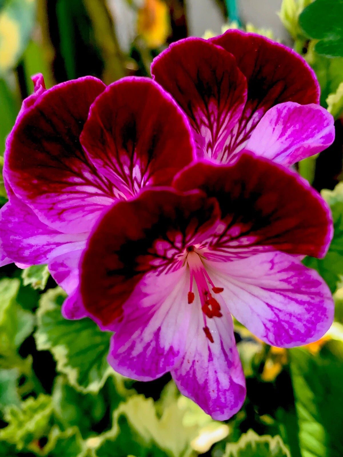 Geranium Ssp Fresh Cuttings of Rare Geranium, Perennial, No Roots, 3 Pieces ...