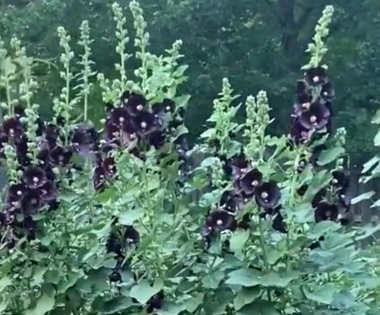Black Hollyhock Flower Seeds - 15+ Seeds, Dark Flowering Variety, Alcea rosea
