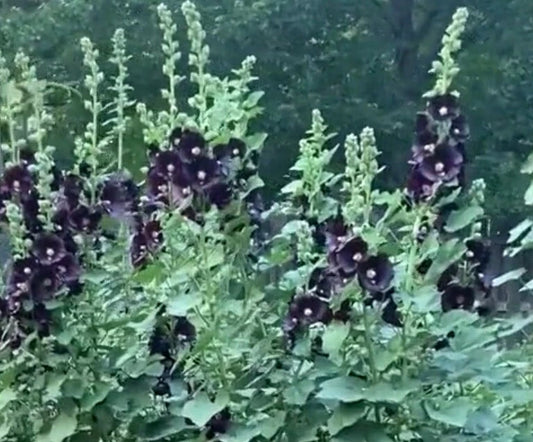 Black Hollyhock Flower Seeds - 15+ Seeds, Dark Flowering Variety, Alcea rosea