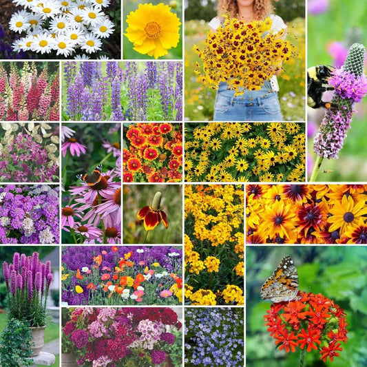 All Perennial Wildflower Mixed Seeds, 5 lb, Eden Brothers, Non-GMO, Native Wildflowers for Planting