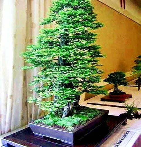 California Coast Redwood Seeds - Giant Sequoia Bonsai - Sequoia sempervirens - 20 Seeds for Home Gardening