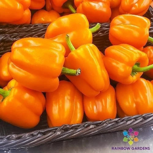 25+ Orange King Sweet Pepper Seeds for Garden Planting - Capsicum annuum - Heirloom Variety - Non-GMO - USA