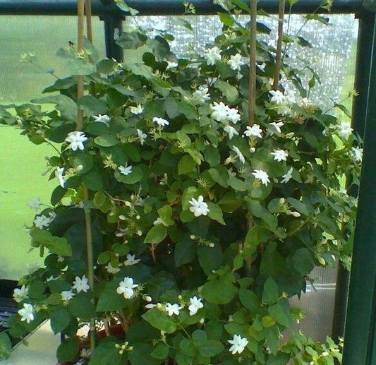 Maid of Orleans Jasmine Starter Plant - Extremely Fragrant Jasminum sambac Rooted Plant