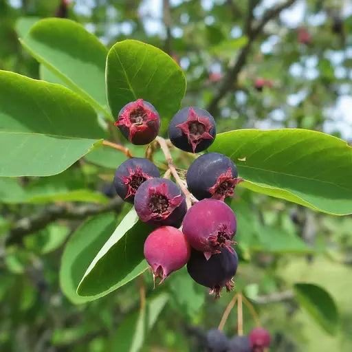 Hybrid Lamarkii Serviceberry Live Plant - Edible Berry Fruit Tree with Blueberry Flavor - Amelanchier x grandiflora