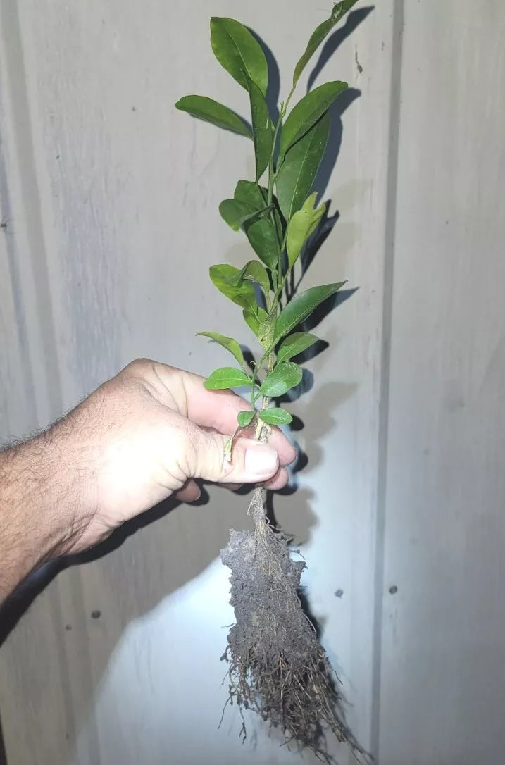 Organic Satsuma Orange Tree Seedlings - Bare Root - Citrus reticulata - Easy Peel, Seedless, Sweet Juicy Fruit