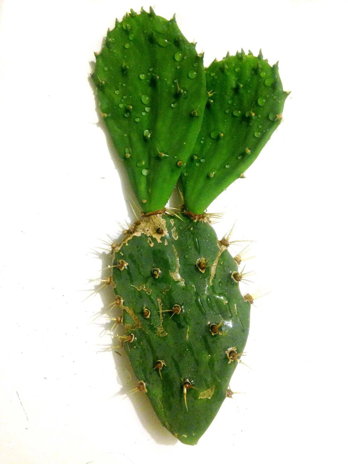10" Cutting Opuntia Engelmannii Spiny Prickly Pear Cactus Plant - Hardy Succulent for Indoor or Outdoor Gardens