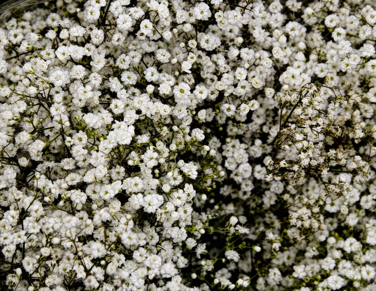 Baby's Breath Seeds 500+ Count White Flowers Gypsophila Elegans Drought Tolerant