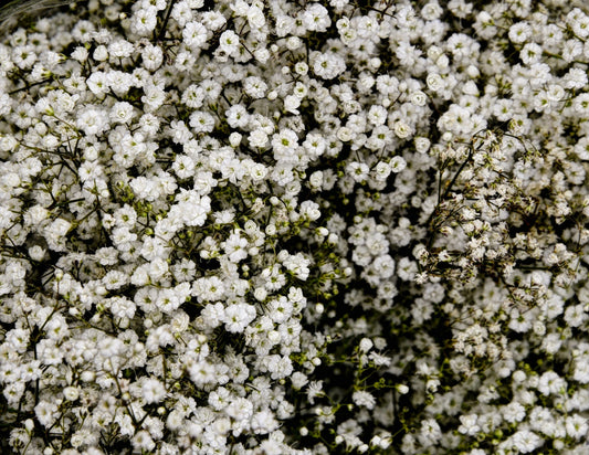 Baby's Breath Seeds 500+ Count White Flowers Gypsophila Elegans Drought Tolerant
