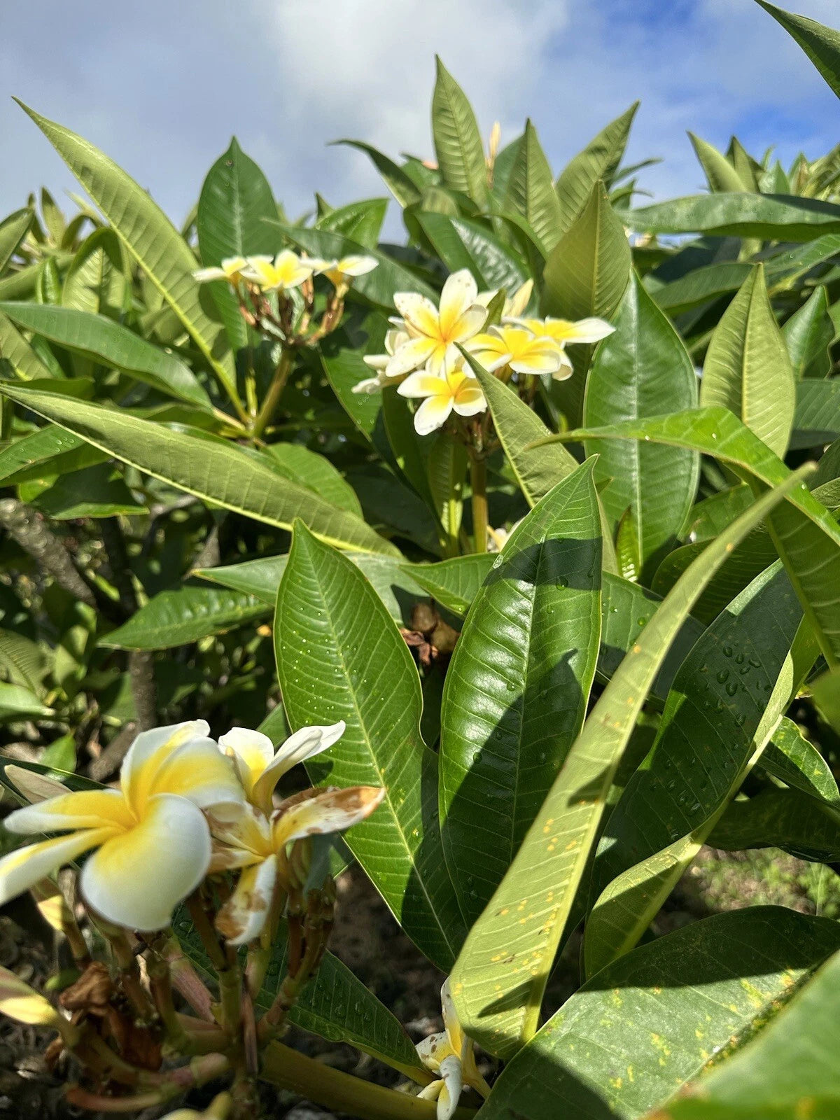 Yellow Plumeria Starter Cutting 10 inch Unrooted Single Head Plumeria rubra - Pack of 10
