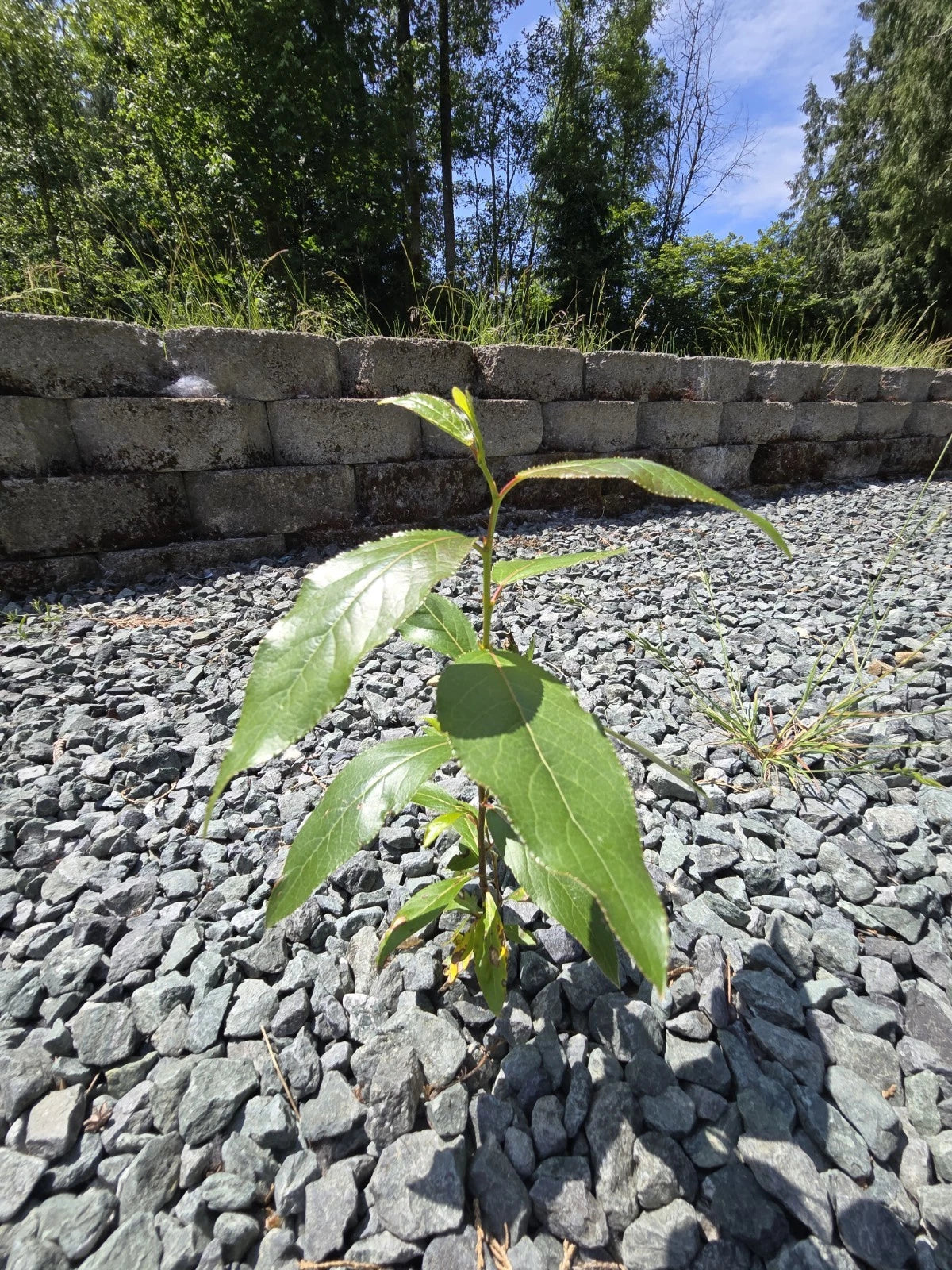 Black Cottonwood Bare Root Tree 6-9" Populus trichocarpa, Grown in Pacific Northwest, Eco-Friendly Planting Option
