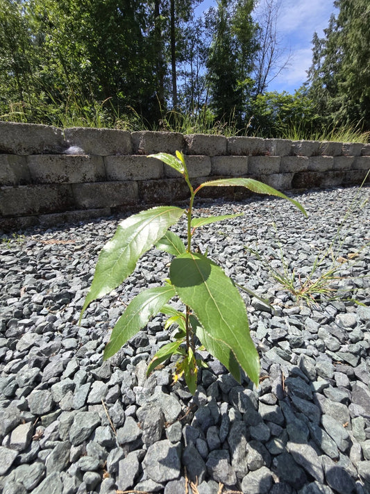 Black Cottonwood Bare Root Tree 6-9" Populus trichocarpa, Grown in Pacific Northwest, Eco-Friendly Planting Option