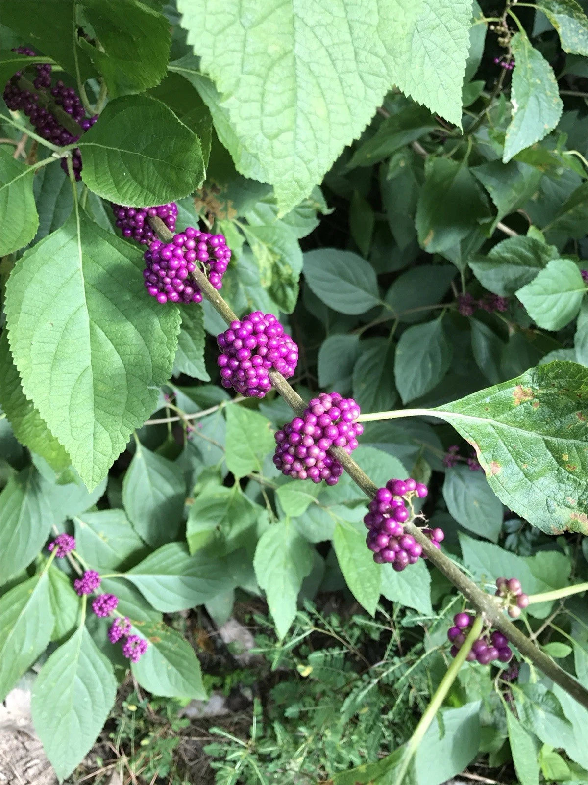 American Beautyberry Live Plant 12+ Inches Bare Root Purple Fruit 'Callicarpa americana' Edible Shrub for Gardens