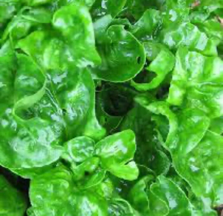 Brazilian Spinach Cuttings - 4 Edible Organic Cuttings, Samba Lettuce, Sissoo Spinach (4"-5”)