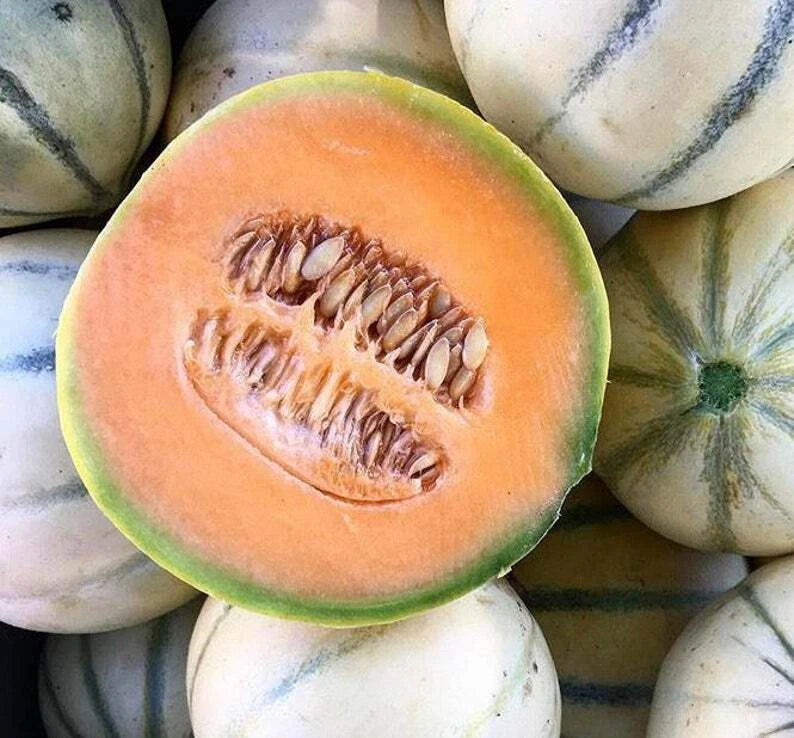 Charentais Cantaloupe Seeds - 25+ French Melon Seeds - Sweet, Aromatic Flavor - Perfect for Home Garden (Cucumis melo)
