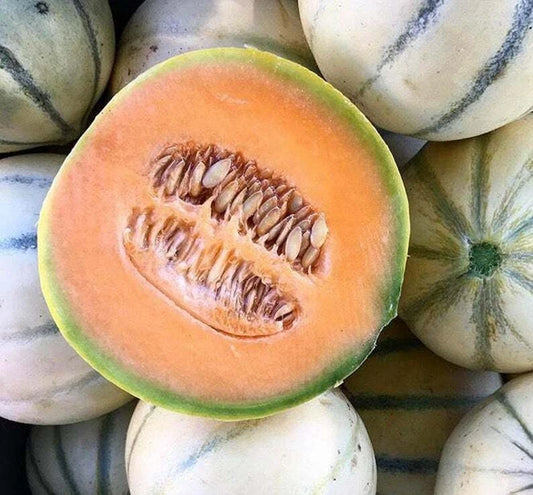 Charentais Cantaloupe Seeds - 25+ French Melon Seeds - Sweet, Aromatic Flavor - Perfect for Home Garden (Cucumis melo)