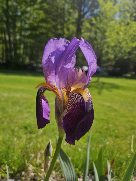 Bearded Iris Rhizomes - Bare Root - White, Purple, Yellow - Iris germanica - Perennial Flowers for Garden
