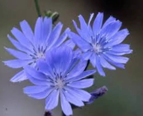 Chicory Seeds, 100 Seeds, Cichorium Intybus, Wildflower Herb, Coffee Substitute
