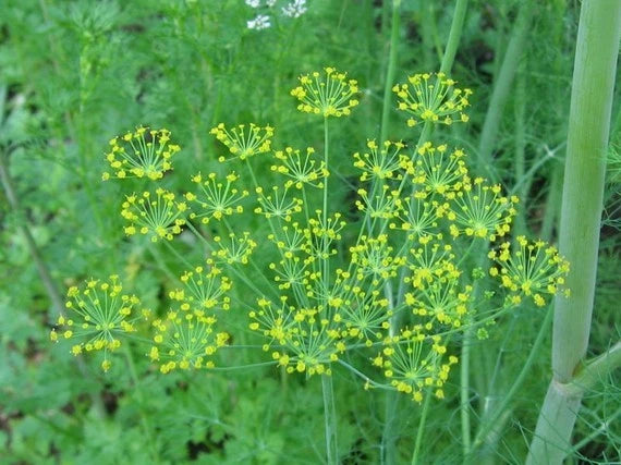 Bouquet Dill Herb Seed - 250+ Fresh Seeds - Anethum graveolens - Culinary Garden Planting
