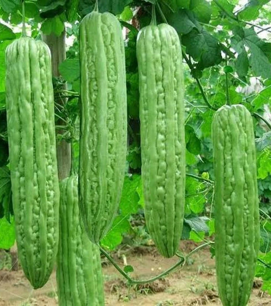 Bitter Gourd Seeds - 10+ Green Skin Long Bitter Melon Seeds (Ku Gua) - Asian Vegetable, Heirloom Variety