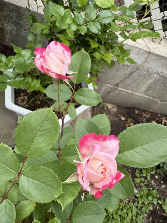 Candy Cane Cocktail™ Shrub Rose - Live Plant (1 QT) - Rosa 'Candy Cane Cocktail' - Colorful Blooming Garden Plant